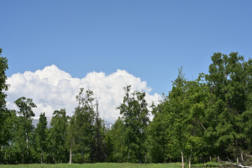 trees, clouds and blue sky on a sunny alaska summer day.