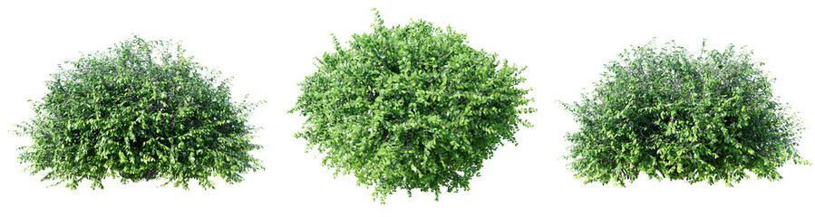 Poster - Euonymus isolate transparent background.3d rendering