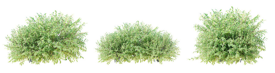 Poster - cornus alba elegantissima isolate transparent background.3d rendering