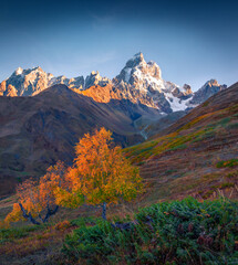 Poster - Dramatic autumn view of Ushba peak. Fantastic morning landscape of Caucasus mountains. Beautiful outdoor scene of Upper Svaneti, Georgia, Europe. Travel the world..