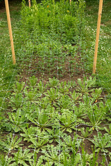 Wall Mural - cut flower netting. plant support net. using plastic garden netting to support plants in cut flower 