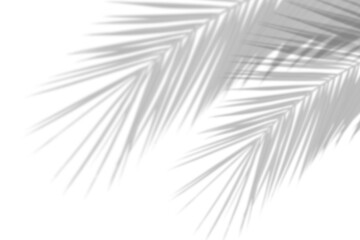 Palm branch shadow on transparent background. Tropical tree leaf shadow. Plant leaves Shadow effect overlay, Summer design element. PNG. Cut out, Flat lay, Top view