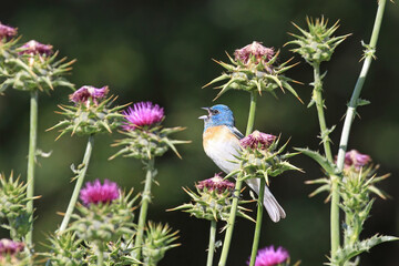 Wall Mural - lazuli bunting