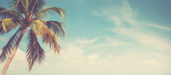 Wall Mural - Vintage toned image of a lovely coconut palm tree on a sunny day background, suitable for travel or environmental themes with copy space image.