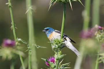 Wall Mural - lazuli bunting
