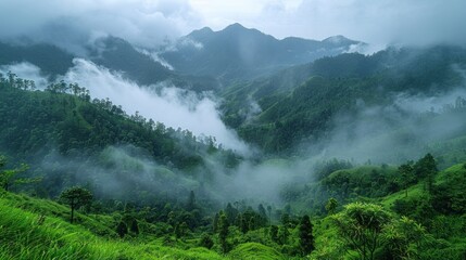 Wall Mural - A lush green mountain in Northern Thailand during the rainy season, with mist rolling over the peaks