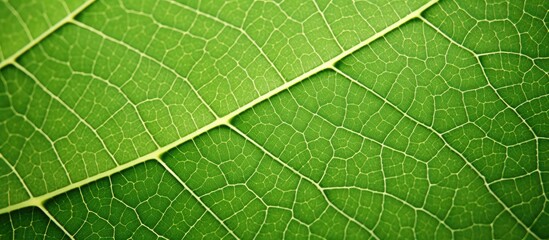 Macro photograph showcasing detailed green leaf structure with copy space image.