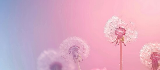 Aufkleber - Dandelion Pressed pastel background Pressed  Flower. with copy space image. Place for adding text or design