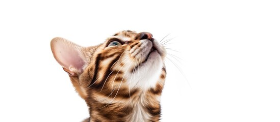 Poster - Bengal cat pastel background Cat  Isolated  transparent  Bengal. with copy space image. Place for adding text or design