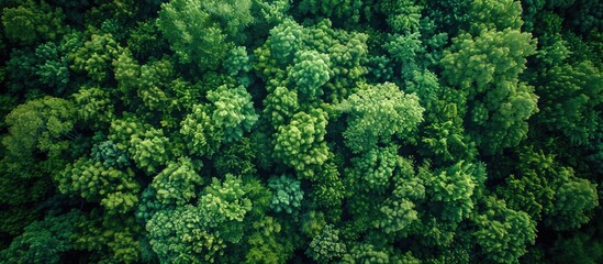 Leinwandbilder - aerial top down view of a green forest, drone view, natural green background. with copy space image. Place for adding text or design