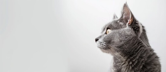 Wall Mural - Beautiful grey cat isolated on a white pastel background. with copy space image. Place for adding text or design