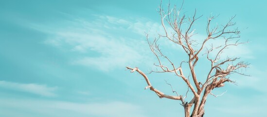 Aufkleber - Dead tree with blue sky pastel background  Sky  Summer. with copy space image. Place for adding text or design
