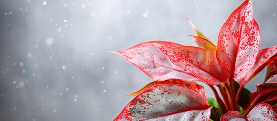 Poster - Snow sapphire is a beautiful type of red Aglaonema. with copy space image. Place for adding text or design