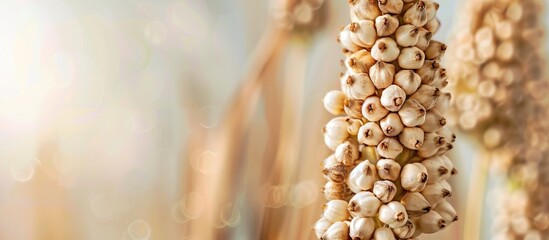 Aufkleber - Sorgo seed (Sorghum Moench) pastel background  Food. with copy space image. Place for adding text or design