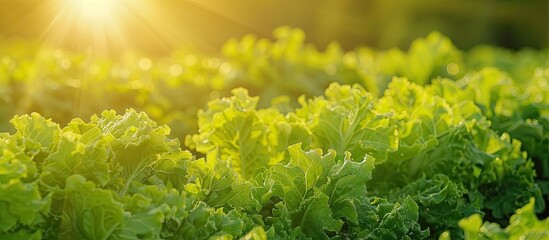 Poster - Salad farm vegetable green oak lettuce. Close up fresh organic hydroponic vegetable plantation produce green salad hydroponic cultivate farm. Green oak lettuce salad in green Organic plantation Farm