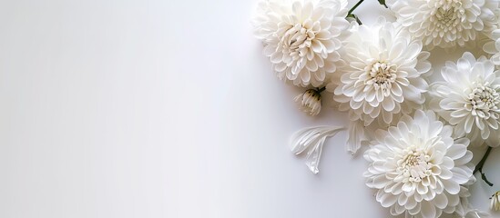 Poster - White chrysanthemum and a white background. Copy space image. Place for adding text or design
