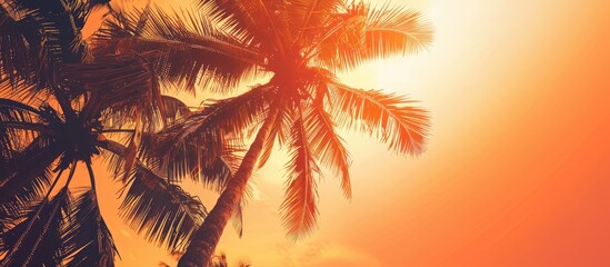 Wall Mural - Evenings on the beach with dark colored coconut trees will relax the orange summer sky. Copy space image. Place for adding text or design