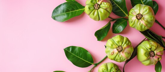 Fototapete - Garcinia Cambogia Isolated on pastel background Garcinia. with copy space image. Place for adding text or design
