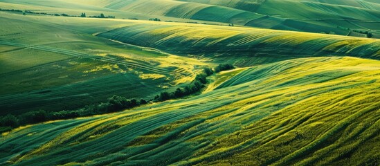 Wall Mural - Aerial view with the landscape geometry texture of a lot of agriculture fields with different plants like rapeseed in blooming season and green wheat. Farming and agriculture industry