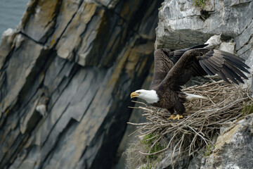 Wall Mural - Majestic bald eagle returning to cliffside nest