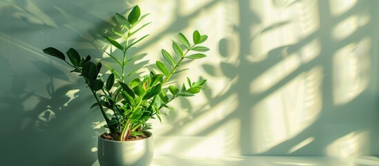 Poster - Beautiful shadows from flowers on the wall. Zamioculcas Zamiifolia in a flower pot in the interior. Home plant care concept. Copy space image. Place for adding text and design