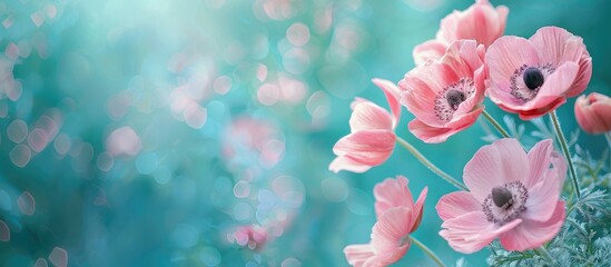 Poster - gently pink flowers of anemones outdoors in summer spring close-up on turquoise background with soft