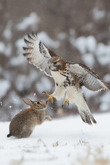 Wall Mural - Red-tailed hawk hunting cottontail rabbit in winter snow