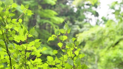 Wall Mural - 水面と揺れる植物