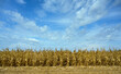 © Westend61 - Damaged corn field after period of prolonged drought under cloudy sky in France