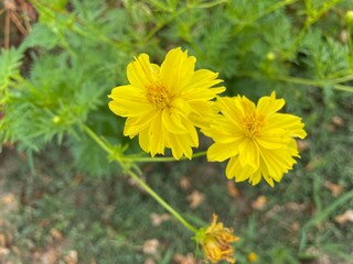 yellow cosmos or sulfur cosmos yellow flower there are many layers of overlapping petals. there are 