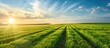 © Ilgun - Agricultural background with field of freshly cut alfalfa and leading lines leading to copy space in sky. Copy space image. Place for adding text or design