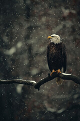 Wall Mural - Majestic bald eagle perching during snowfall