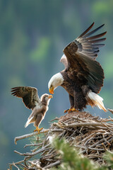 Wall Mural - Adult bald eagle landing on nest with spreading wings while fledgling is waiting