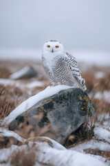 Wall Mural - Snowy owl perched on rock in winter landscape