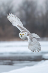 Wall Mural - Snowy owl gliding over a frozen landscape