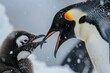 © Straxer - An Emperor penguin chick reaches up and opens its mouth to receive feed from its parent. Antarctica
