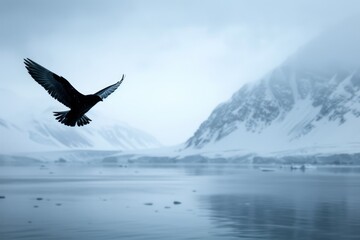 Poster - Arctic Skua flying, Svalbard, Norway