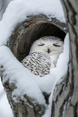 Wall Mural - Snowy owl relaxing in tree hollow during winter