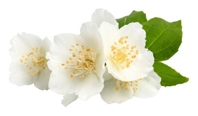 Jasmine flowers isolated on white background. fragrant white flowers with leaves.