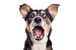 © AI Farm - A surprised black and tan dog with wide eyes and open mouth, captured on white background, displaying an expressive and humorous reaction.