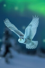 Wall Mural - Snowy owl flying in aurora borealis sky