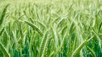 Ears of rye in the field