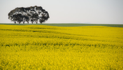 field of yellow rapeseed