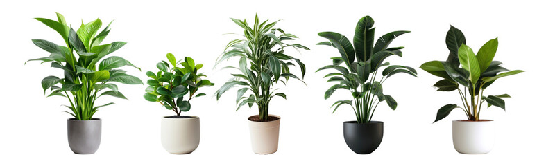 Sticker - Houseplant png element set on transparent background