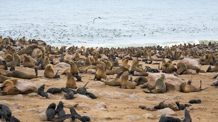 Black fur seals at the Cape Cross reserve in Namibia