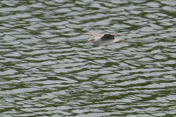 Poster - grey tailed tattler in a field