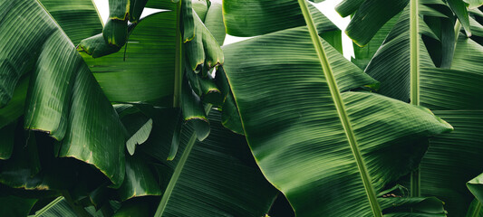 Wall Mural - tropical banana leaf, green nature background