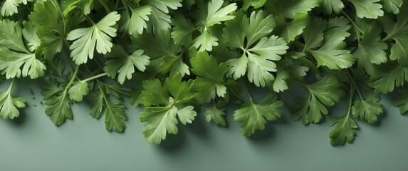 Wall Mural - parsley leaves background top view banner with copy space