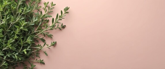 Wall Mural - thyme leaves background top view banner with copy space