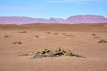 Welwitschia plants in the Namib desert